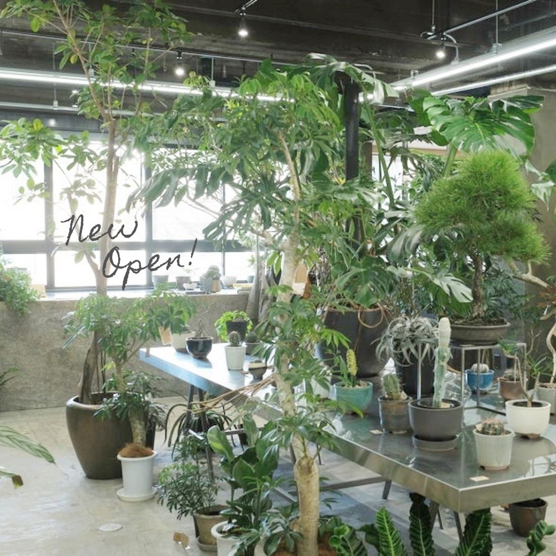 グリーンショップ Atelier En S アトリエ エンズ の空間に癒される 自分好みの観葉植物と出会える場 名古屋 丸の内 日刊ケリー