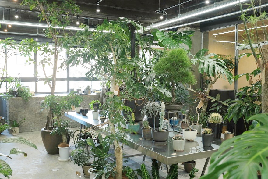 グリーンショップ Atelier En S アトリエ エンズ の空間に癒される 自分好みの観葉植物と出会える場 名古屋 丸の内 日刊ケリー ナゴヤで 365日 楽しい毎日