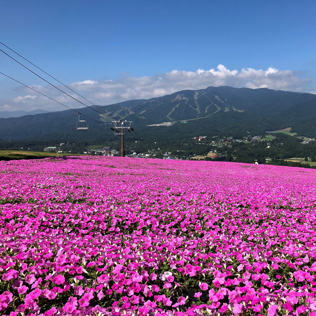 岐阜 郡上市に ひるがのピクニックガーデン が誕生 ペチュニアの花畑にアクティビティ 限定スイーツも 日刊ケリー