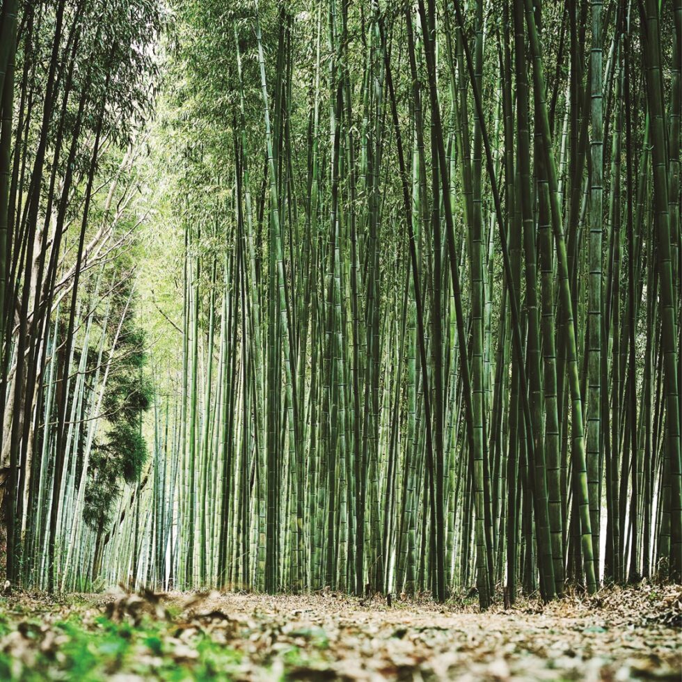 【岐阜・可児市】日帰りドライブコース！どこまでも続く、竹林の道をぶらぶら。「かぐや姫の散歩道」周辺を巡る旅