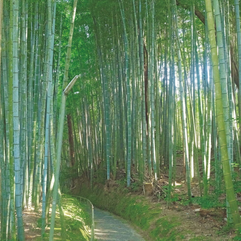 岡崎「真福寺」で、美しい竹林とたけのこ尽くしの竹膳料理を