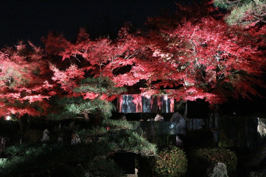 12月8日まで「名古屋城 秋の夜間特別公開景～KEI～」が開催中！夜の本丸御殿と二之丸庭園ライトアップを堪能しよう