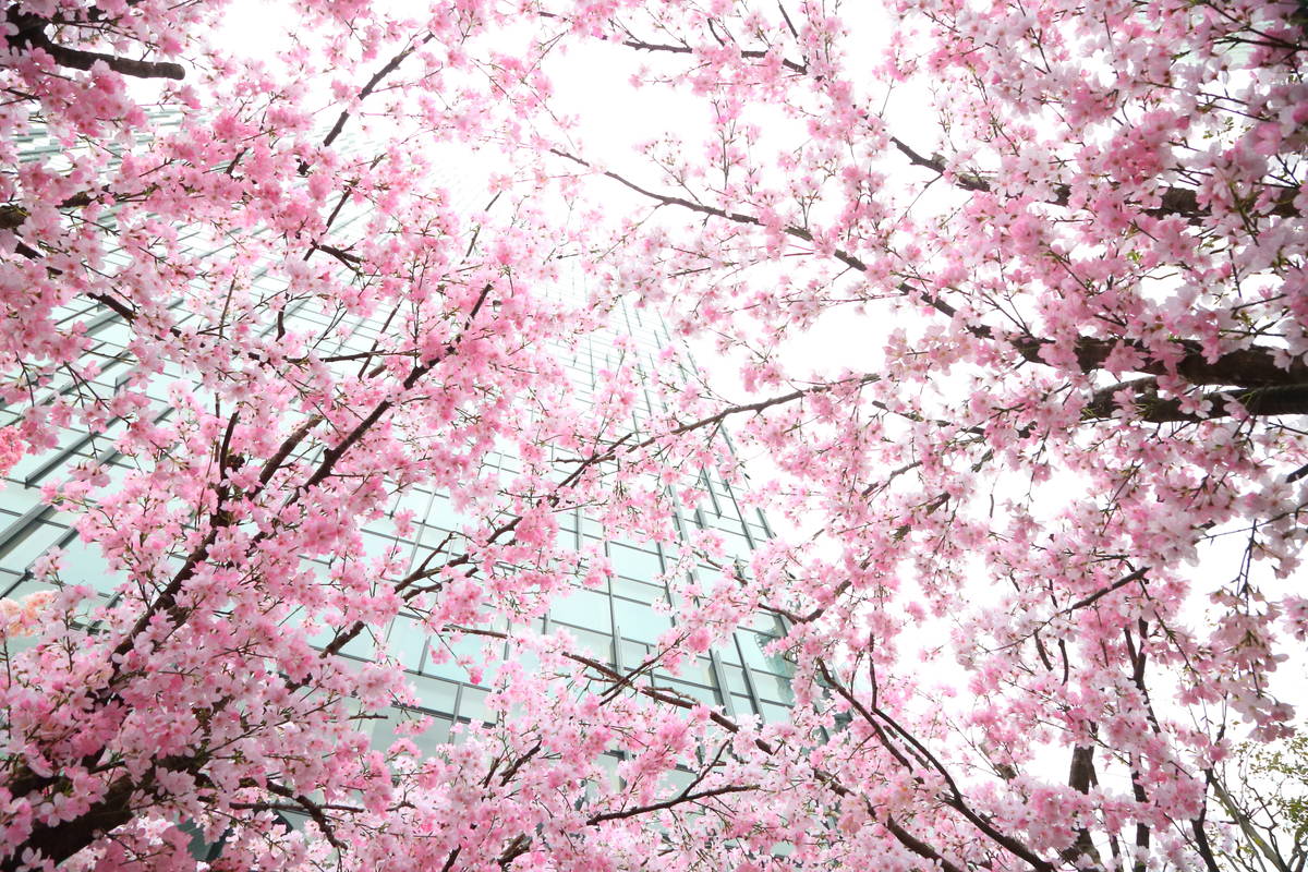 先行公開にご招待！桜咲く大名古屋ビルヂング「サクラスカイガーデン」で、一足早いお花見を楽しもう♪