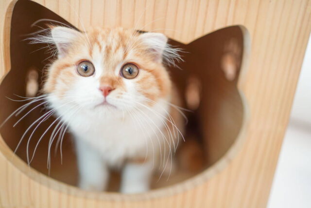 ネコ インテリア img_271320_2.jpg