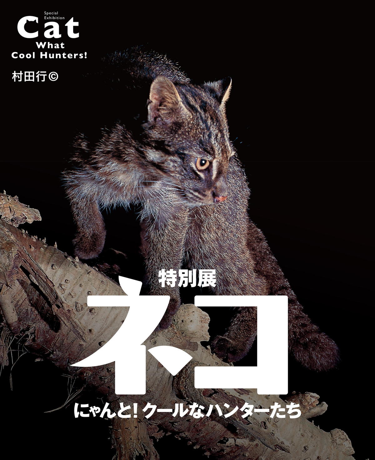 7月15日（土）～ 9月18日（月・祝）まで名古屋市科学館にて「 特別展「ネコ」～にゃんと！クールなハンターたち～」が開催！【名古屋市】
