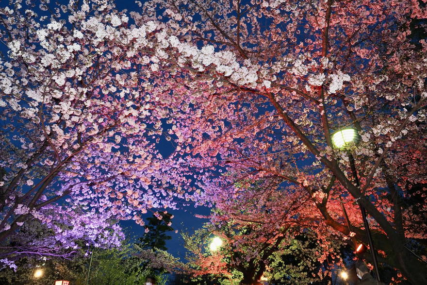 【夜桜のライトアップも】岡崎城と桜のコラボレーションは必見！「岡崎の桜まつり」が開催